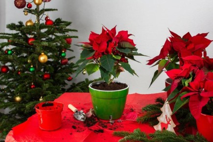 ��� ���������� �������� ����������: ������ �� ���������