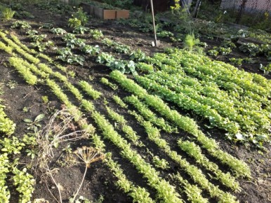 Сидераты: основные ошибки и как избежать их