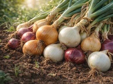 ������ ����� ���� ��� ������� �������� � ������ �����