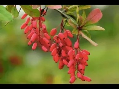 �������� ��������: ������������� ������� ������ ����