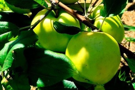 ������ ������: ��� ������� ��������