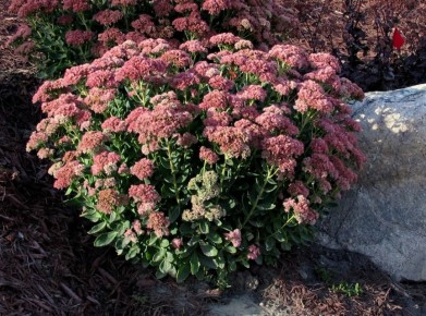 ��� ��������� �� �������������� ������: ������ �������