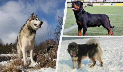 Топ-10 сильнейших пород собак: кто ваш верный защитник?