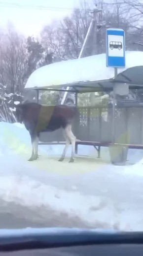 ���� ����� ������ �� �����������