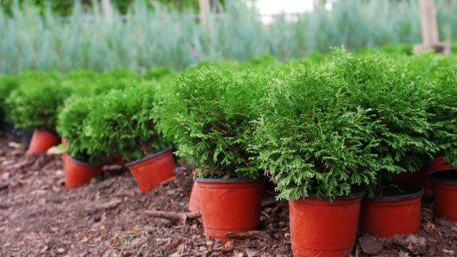 ������������ �������: ��� ������� �������� ��� �������� ����� ��������