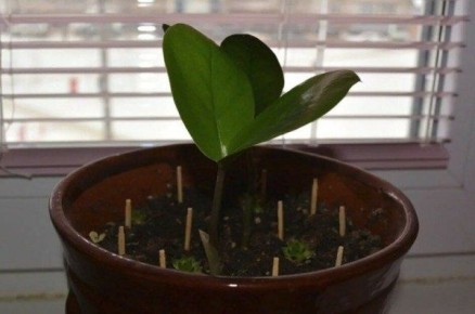 ����������� ���������: ������ � ������ � �������� ���������