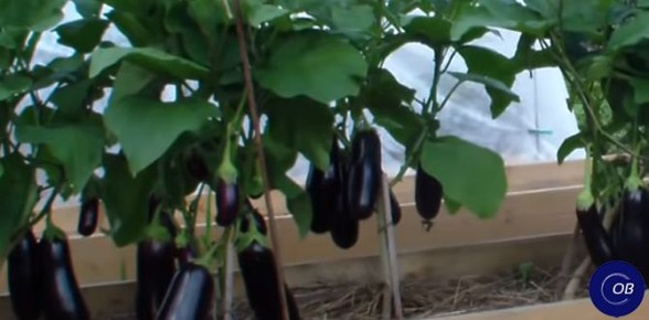 ��� ��������� ��������� ��� ������: ������ ��� ��������� ������