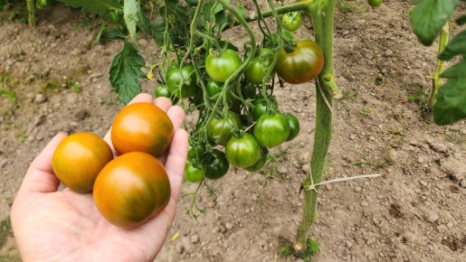 ���-15 ����� ������� ������� ��� ��������� ������: ������� �����������