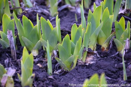 ����� ���������� ������� ������������� ��������: ��� ��������� ���������