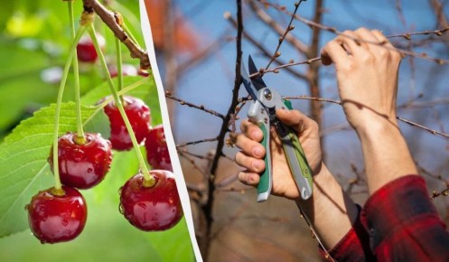 �������� ���� �� ������: ������ ������� ��������� ��� ������� ������