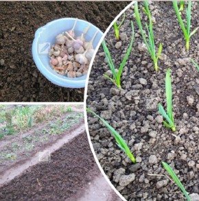 ��� ��������� ����������� ������ ��� ������� ������� ������: ������ � ������������