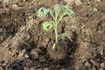 ������ ��� ������� �������: ��� �� �������� ������