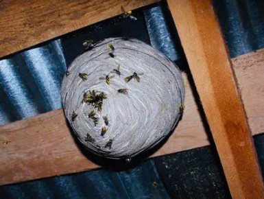 ��� �������� ������ ����� �� ��: ������ �� ������ � ����������� �����