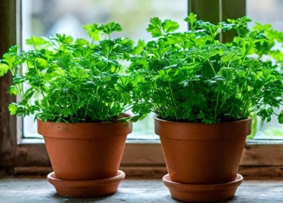 ��� ������ ��������� �������� �� ����������� � ������ �����