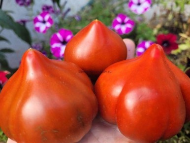 ���������� ������ ����: ������������ �������� ��� ������ �������