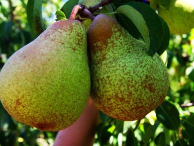 ��� ������ ��������� �����: ��������� �����������