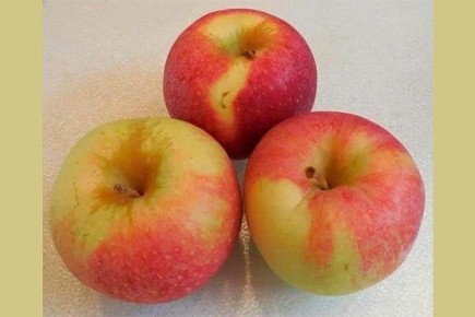 ������ ��������: ��������� ����� ��� ���������