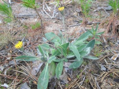 ���������� ��� ������������: ������������ �������� �������� �����