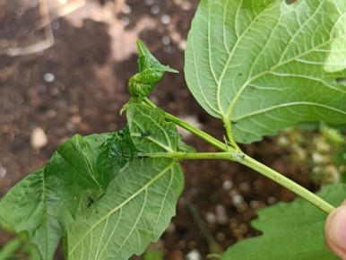 ��� ���������� � ���������� ���: �������� ������ ��� ���������