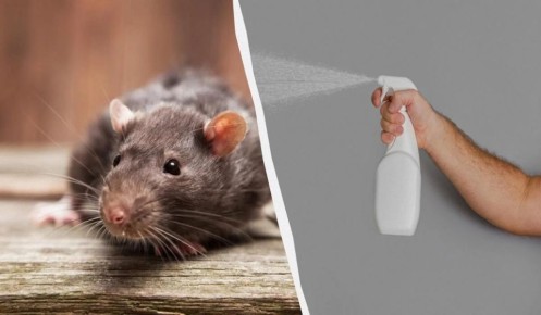 ��� ���������� ���������� �� ����: ����������� �������� ������