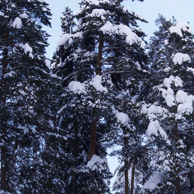 ������ ����, �����������!. �������, 13 �������, �������