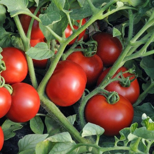 Томат Импала: идеальный выбор для южных огородов и теплиц