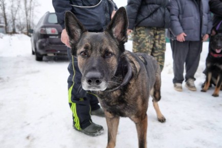 � ������ ���������� ����, ������� �������� ��� ����� 30 ���, ������ ������������ ����� ������� �����