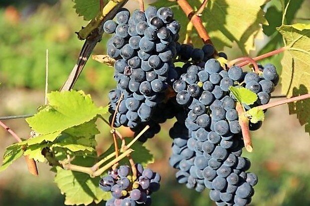 Ранние сорта винограда для средней полосы: как выбрать идеальный вид