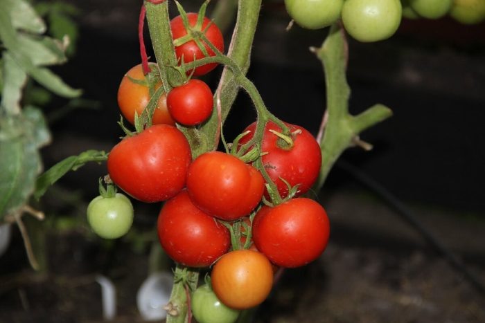 Томат Яблонька Сибири: как вырастить урожайный и неприхотливый сорт на своем участке