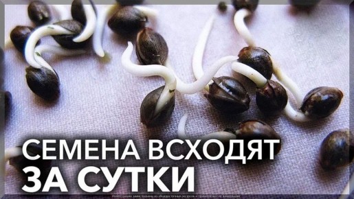 ���������� ����������� �����: ������� ��������� ������� �� ��������� �������