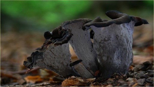 Ваша прогулка в лесу уже не та: 5 простых правил, если вы встретили черную лисичку или розовый болетин