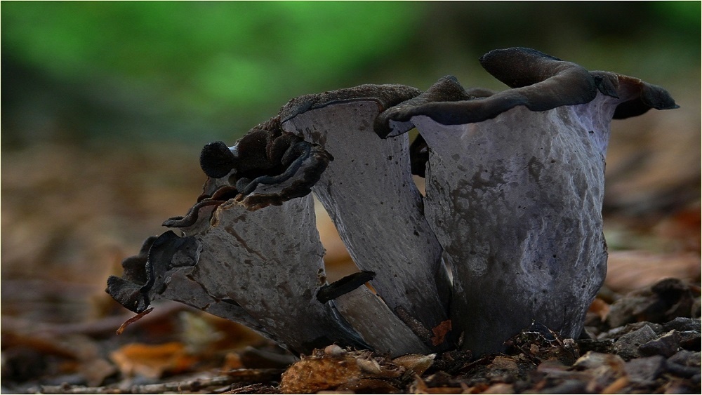 Ваша прогулка в лесу уже не та: 5 простых правил, если вы встретили черную лисичку или розовый болетин