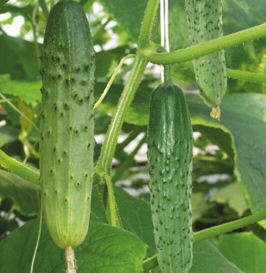 Как вырастить урожай огурцов даже в самых холодных регионах: 5 секретов