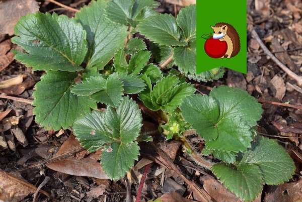 Когда и как правильно подкармливать клубнику весной?