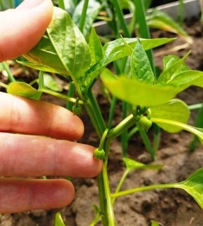 �������� ������ � ������� �����: �������� ��� �������?