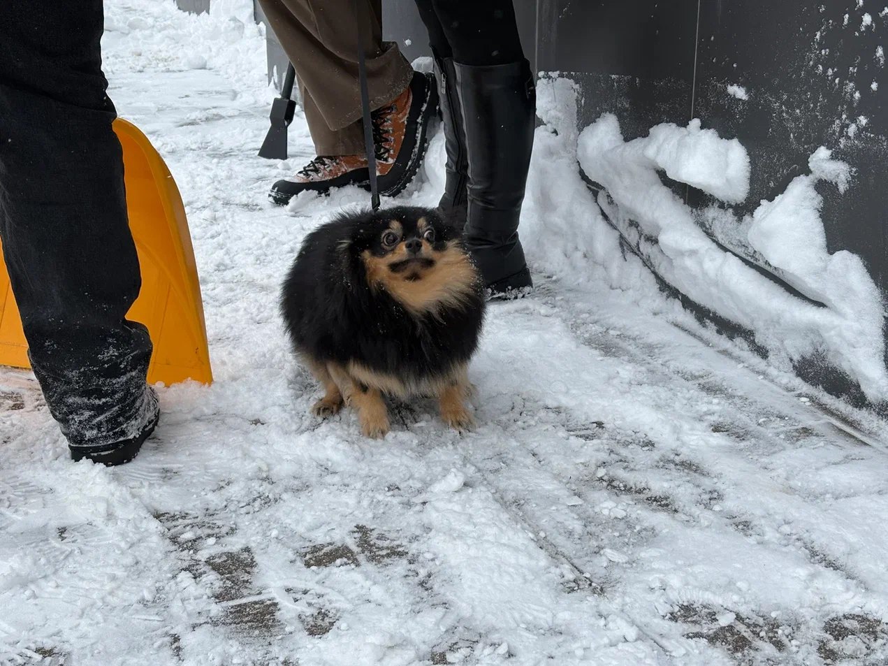 Жители Мытищ присоединились к субботнику по уборке снега Жители Мытищ присоединились к субботнику по уборке снега