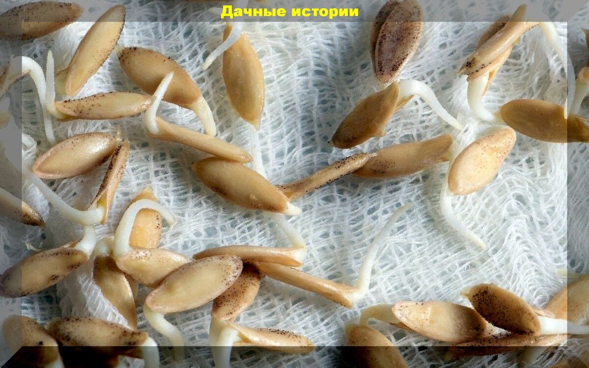 Как проверить всхожесть семян и повысить урожай