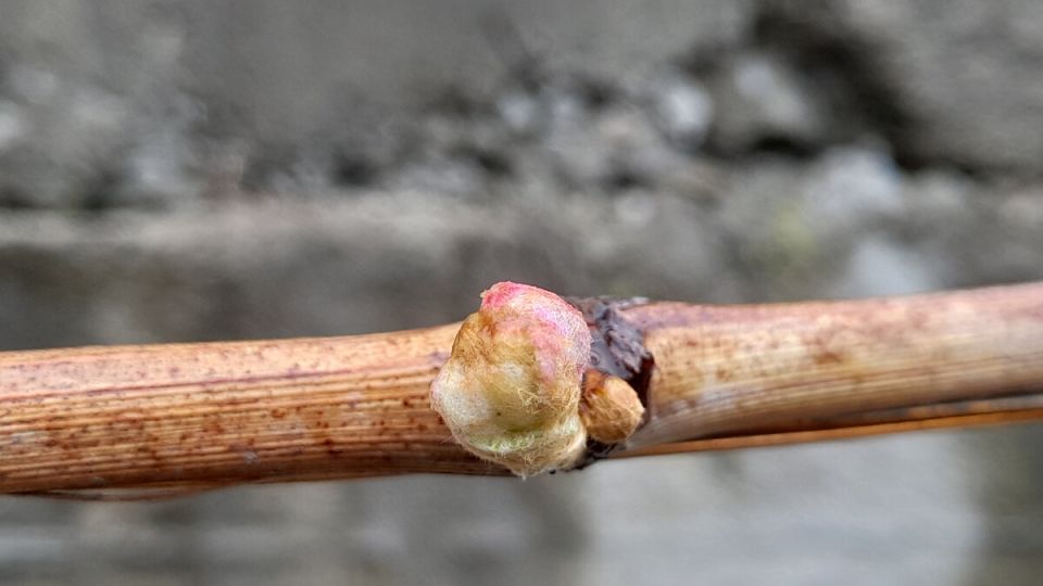 �������� ��������� ���������: ������� ��������� ������