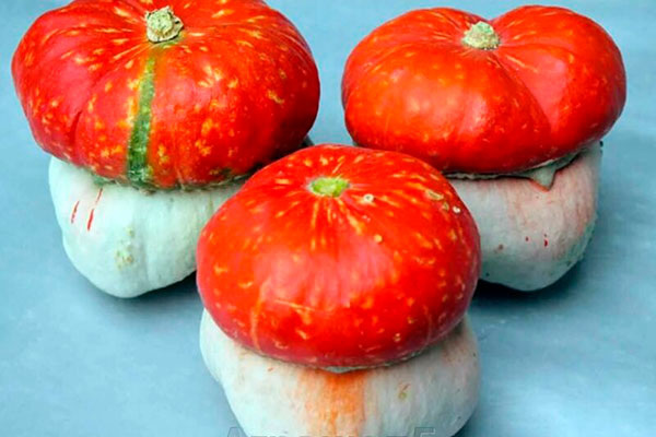 Уникальная тыква Красная шапочка: особенности и советы по выращиванию