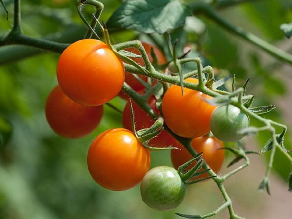 ����������� ��������� � ����: ���� �������, ������� ������� ���� ��������