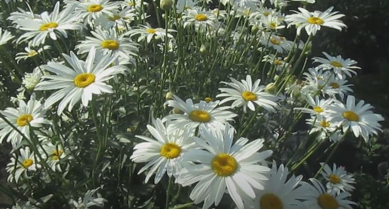 ����������� �������: ������� ��������� � ������� ����������