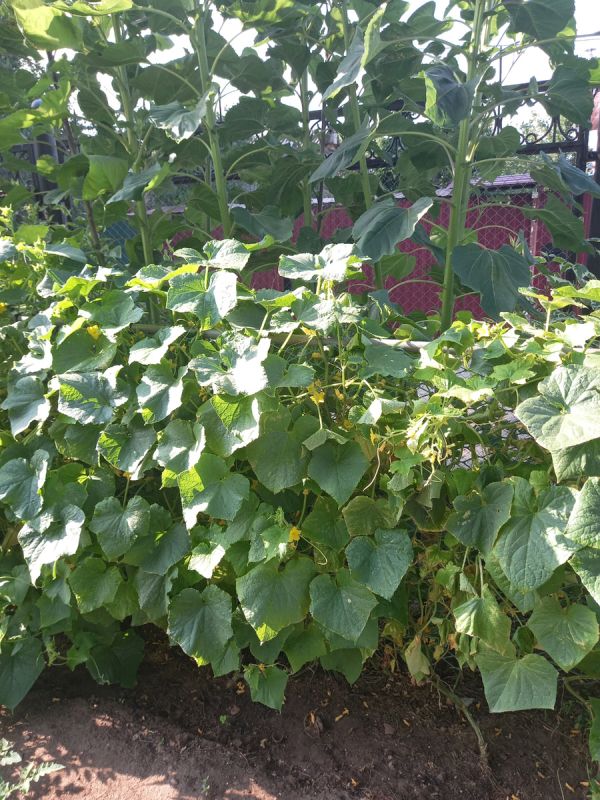 ������ ���� ������ �����: �������� ������� � ���� ������