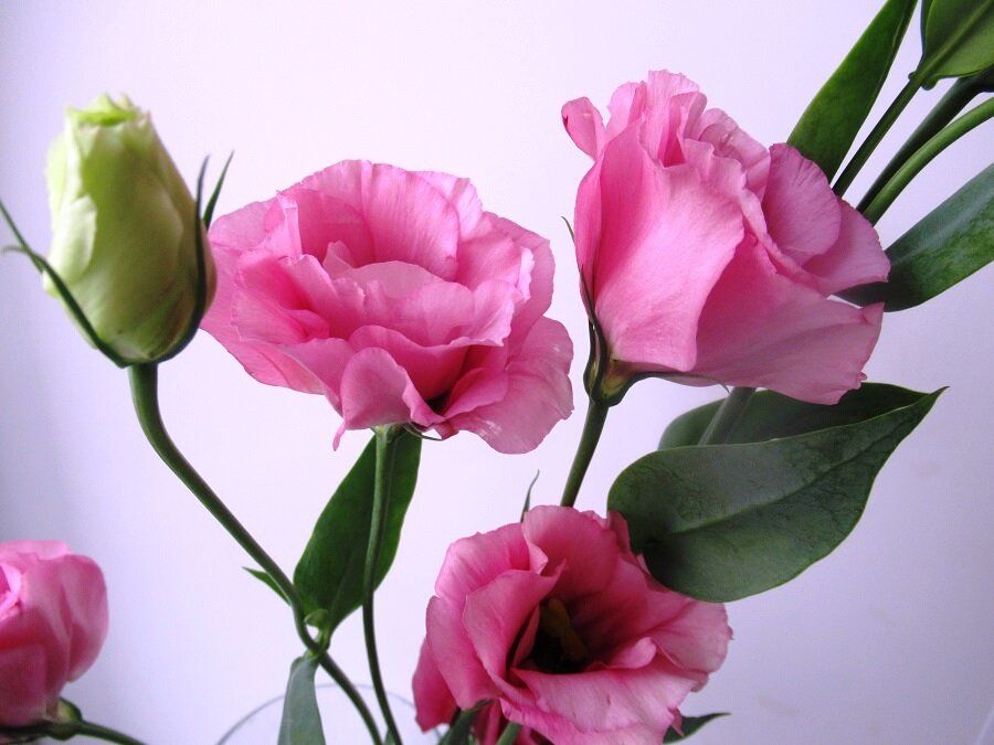 ��� ������� ��������� �������: ������� ������ � ������� �������� ������