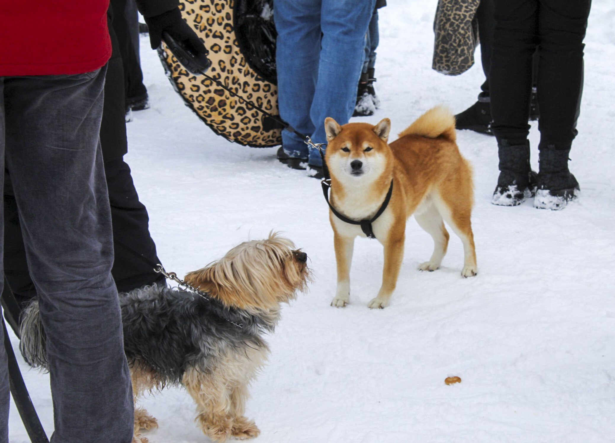 Ярко и весело отметили Масленицу в Электростали Ярко и весело отметили Масленицу в Электростали