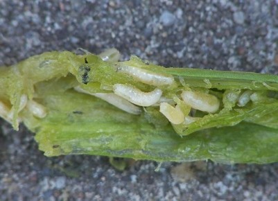 �������� ������: ��� �������� ���� �� ���������� ��������� � ����������