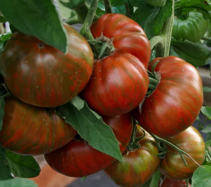 ������ ��� ��������� ���������: ��� �������� ������������ ������