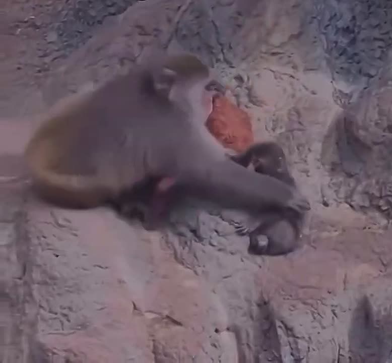 ������-������ ����� ������� ������ �������� ��������