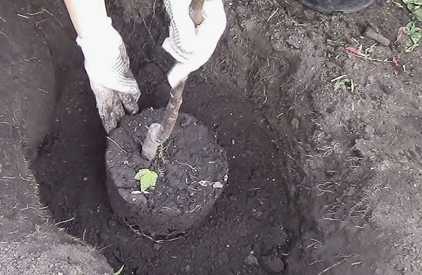 ��� ��������� �������� ������ � �������� �������� �������� � �������