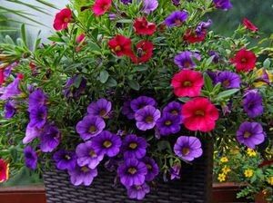 ��� ��������� ������� �� �����: ������� ��������� ��������