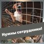 В Ногинском приюте для безнадзорных животных открыты вакансии